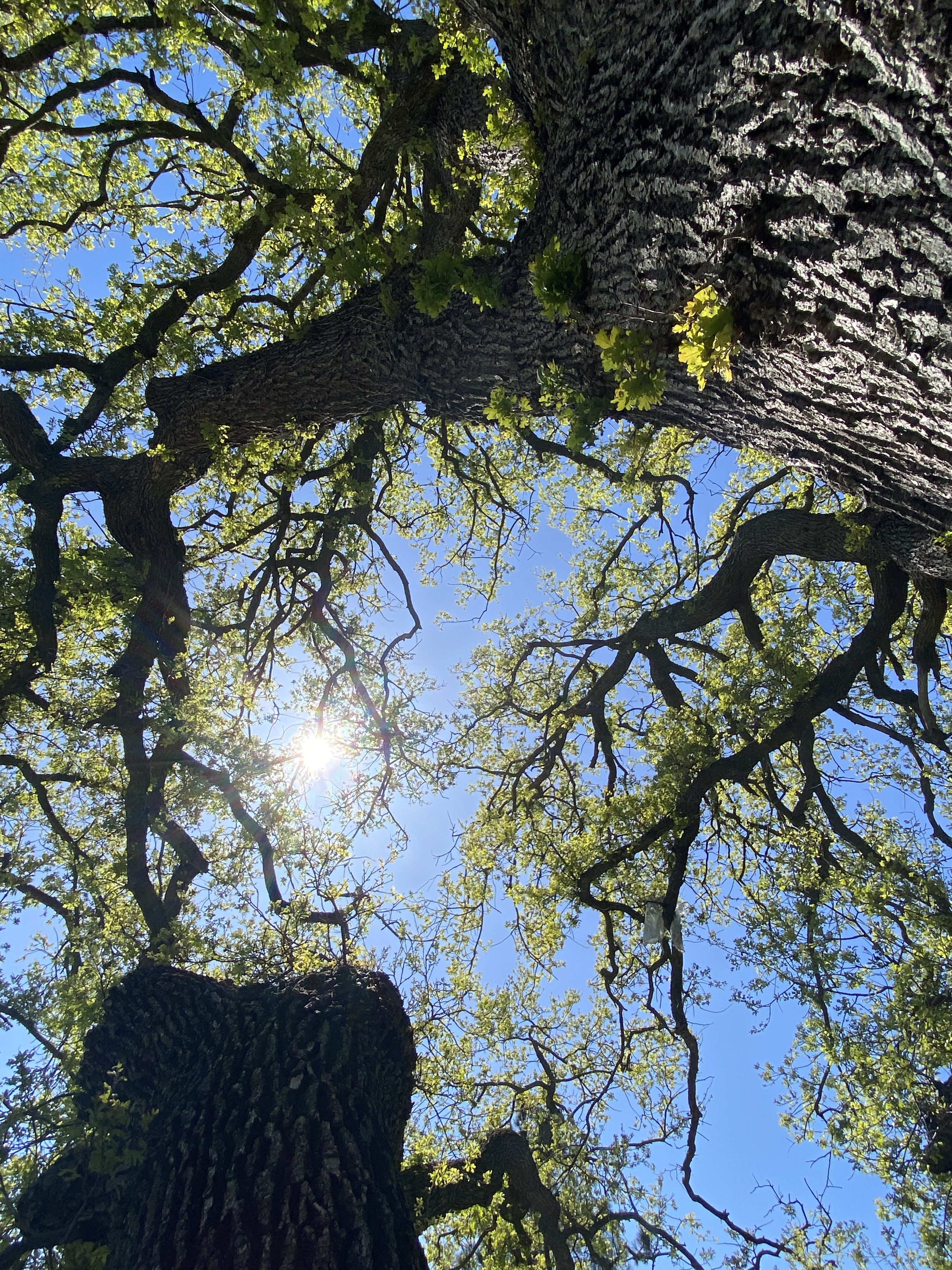 Wild Branches